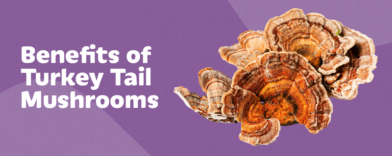 Studies Reveal 8 Astounding Benefits of Turkey Tail Mushrooms